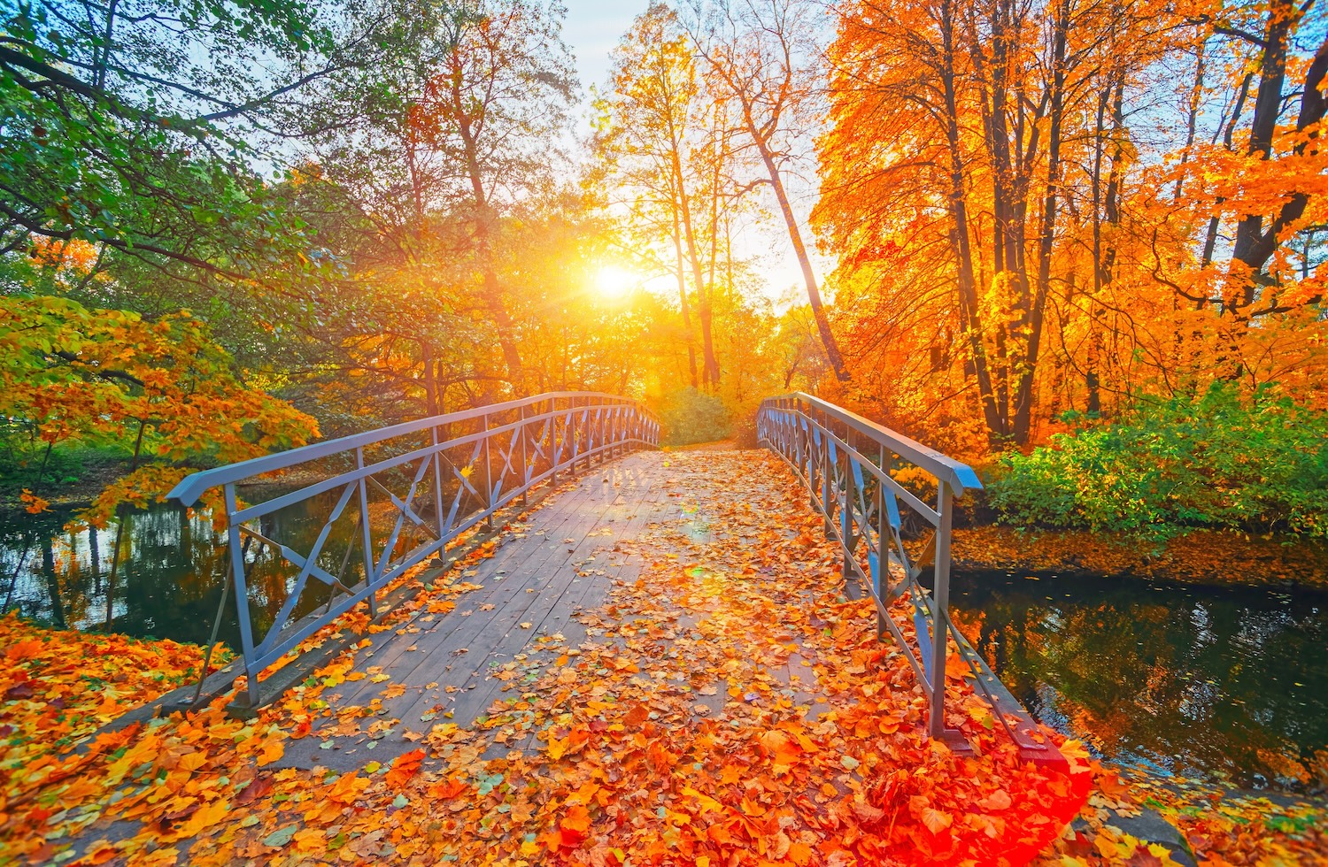 bridge with fall leaves outside